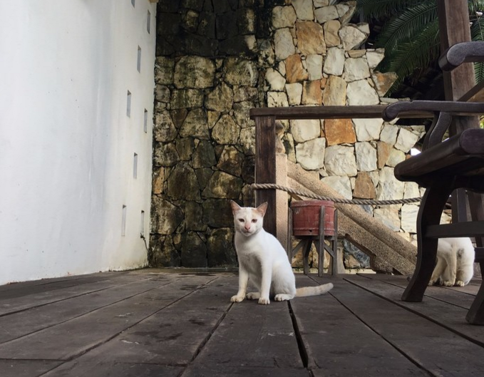 懒猫1.png