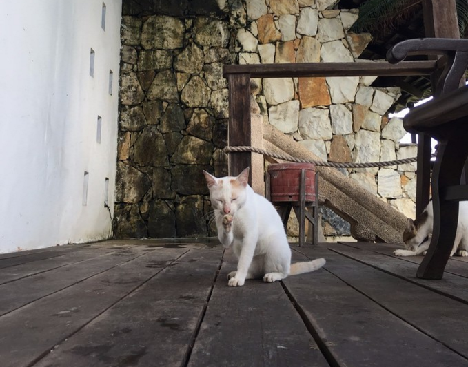 惬意猫3.png