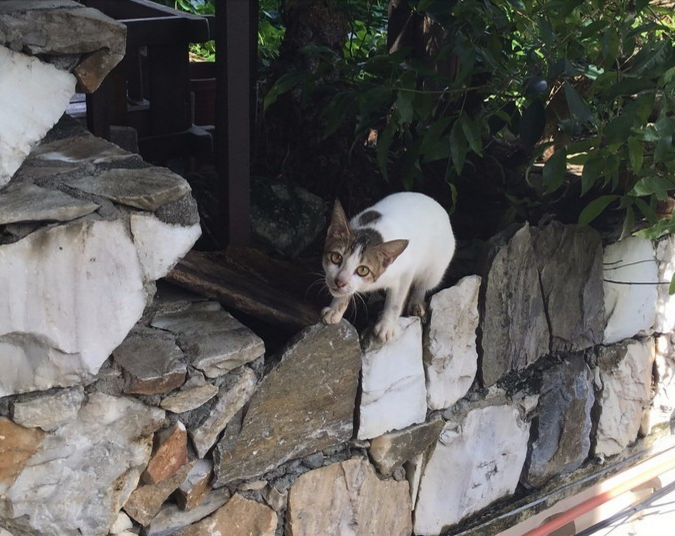 惬意猫4.png