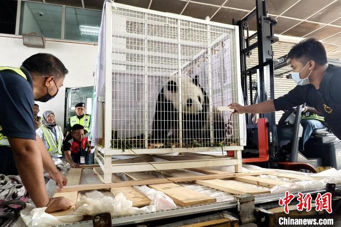 中国旅马大熊猫“福娃”“凤仪”启程回国